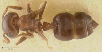 Media type: image;   Entomology 20827 Aspect: habitus dorsal view